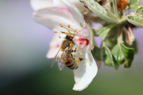 Pollinator Declines Threaten Global Food Trade | TABLE Debates